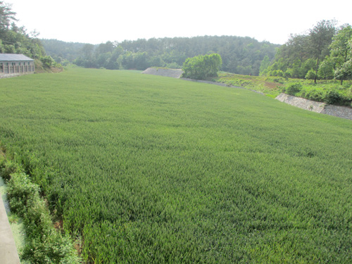 小(xiǎo)麥種植基地