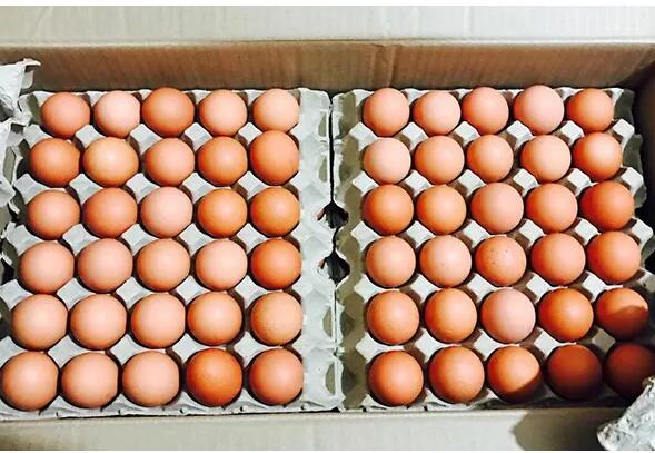 蛋價“反季節”上漲，蛋雞養殖戶爲啥高興不起來？