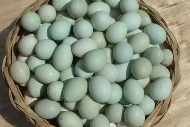 綠殼蛋雞種蛋的選擇及護理